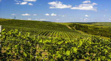 モルドバワインとは？モルドバ共和国は東欧で最注目のワイン産地